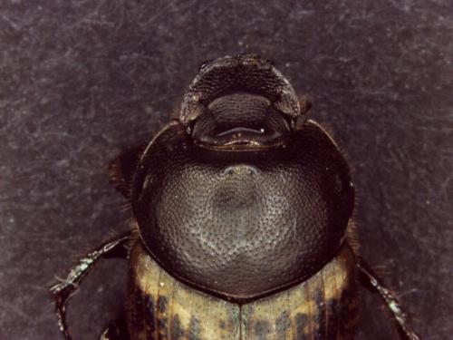 Onthophagus medius