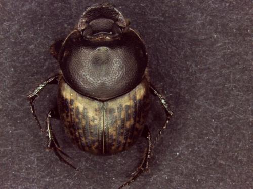 Réf. 140 973 : Onthophagus medius