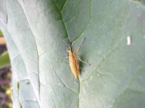 Lixus sp.