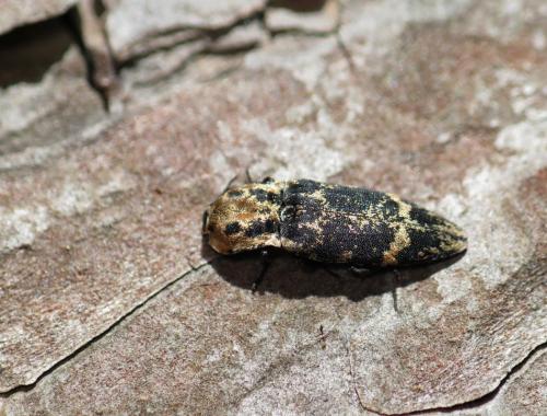 Réf. 140 512 : Danosoma fasciata