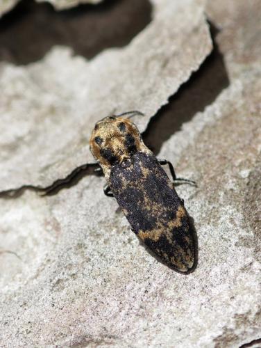 Réf. 140 508 : Danosoma fasciata