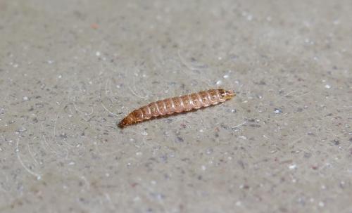 Réf. 140 529 : Hypoganus inunctus