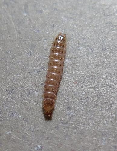 Hypoganus inunctus