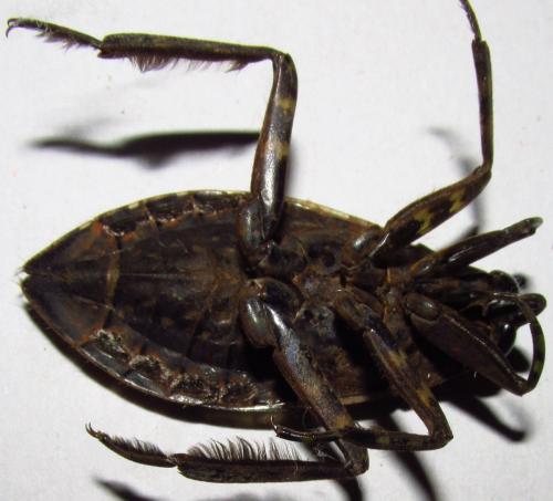 Belostoma sp.