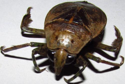 Belostoma sp.