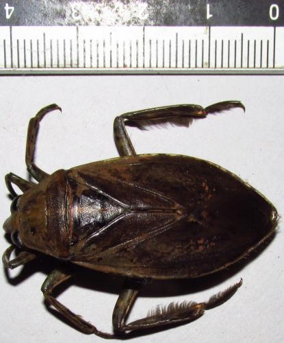 Réf. 140 544 : Belostoma sp.