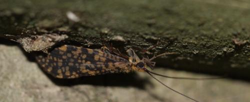 Philopotamus sp.