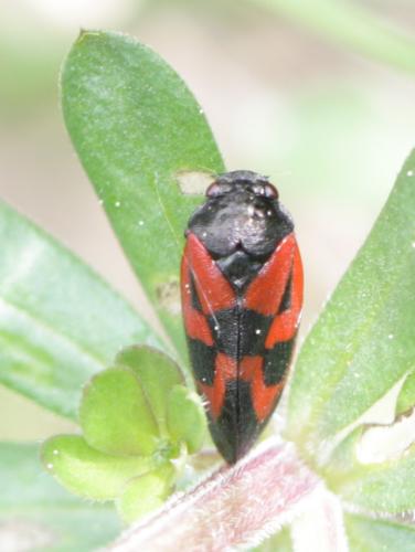 Haematoloma dorsata