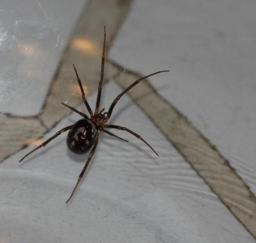Steatoda grossa