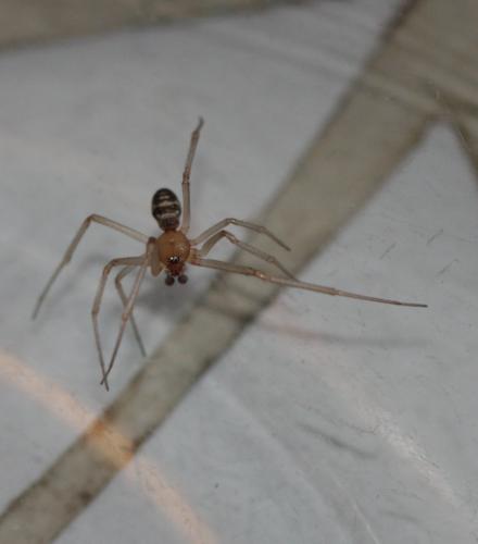 Steatoda grossa