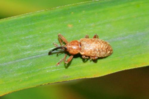 Réf. 140 423 : Dorytomus longimanus