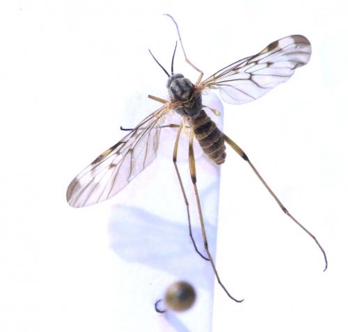 Sylvicola sp.