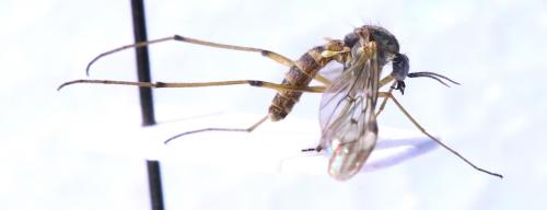 Sylvicola sp.
