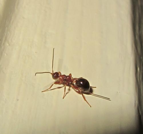 Spathius pedestris
