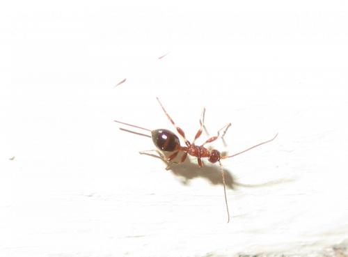 Spathius pedestris