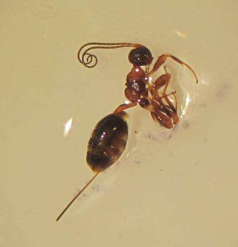 Réf. 140 991 : Spathius pedestris