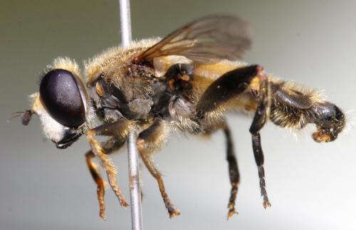 Réf. 140 207 : Mesembrius peregrinus