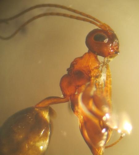 Spathius pedestris