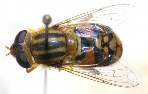 Réf. 140 205 : Parhelophilus crococoronatus