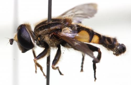 Réf. 140 249 : Mesembrius peregrinus
