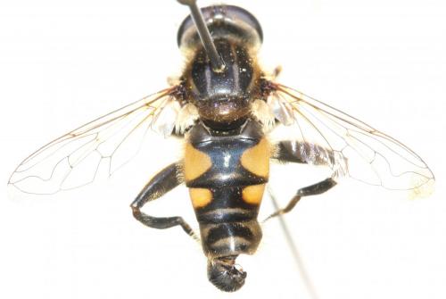 Réf. 140 251 : Mesembrius peregrinus
