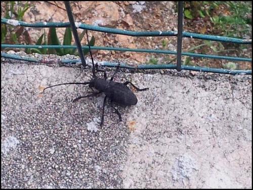 Morimus asper