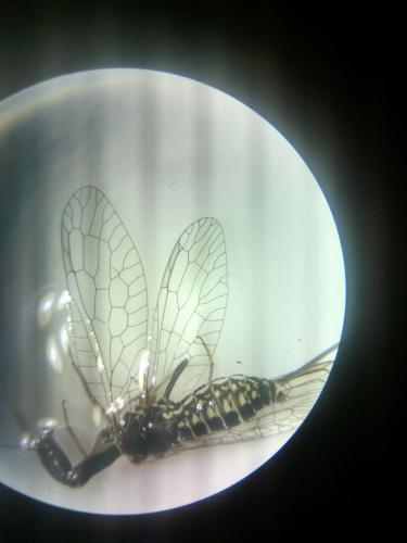 Subilla confinis