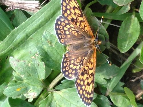 Melitaea cinxia