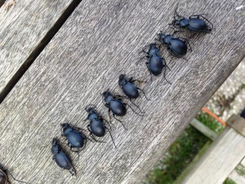 Carabus convexus