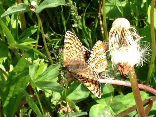Melitaea cinxia