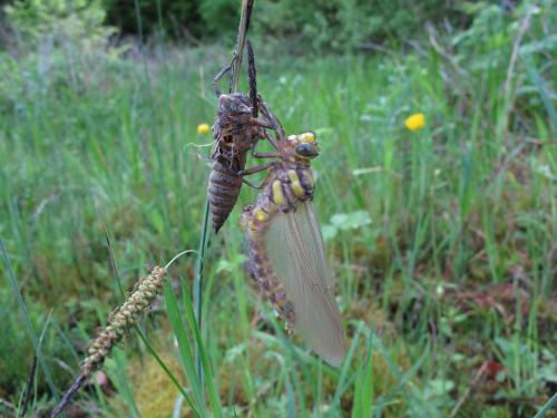Cordulegaster bidentata