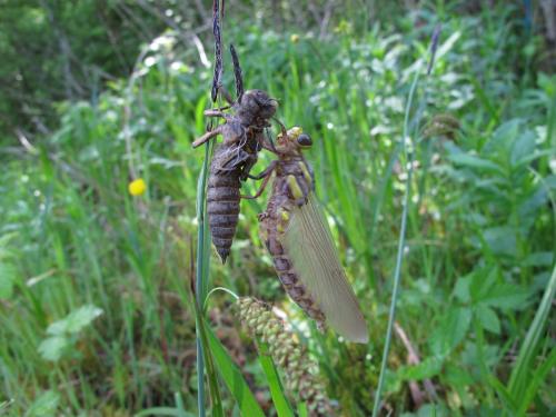 Réf. 140 334 : Cordulegaster bidentata
