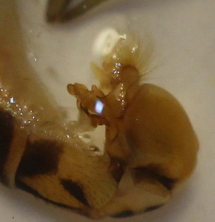 Sphaerophoria interrupta