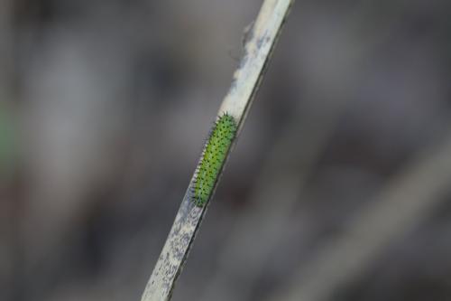 Réf. 140 756 : Periclista sp.