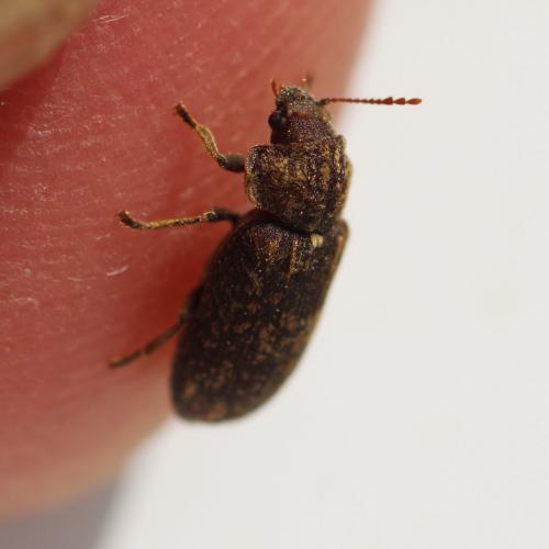 Réf. 140 096 : Xestobium rufovillosum