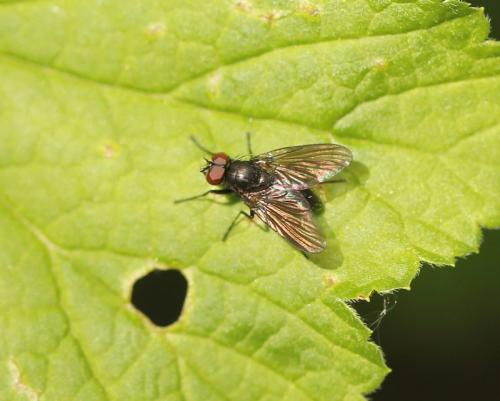 Hebecnema vespertina