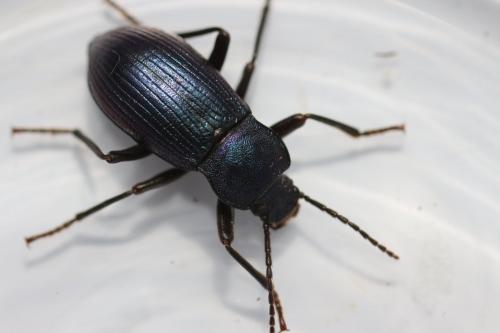 Réf. 140 252 : Helops caeruleus