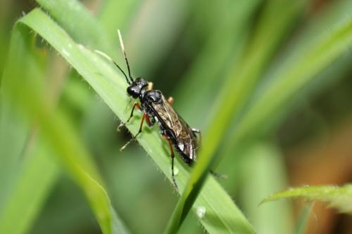 Tenthredo velox