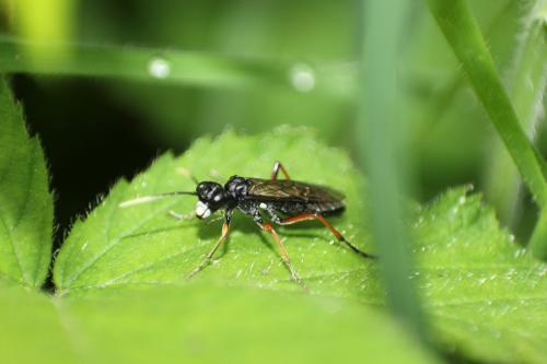 Tenthredo velox