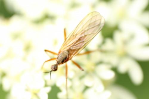Réf. 140 366 : Empis punctata