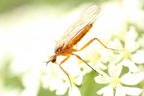 Réf. 140 363 : Empis punctata