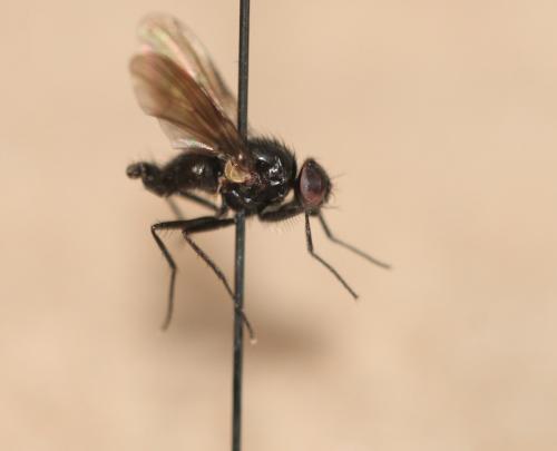 Hebecnema vespertina
