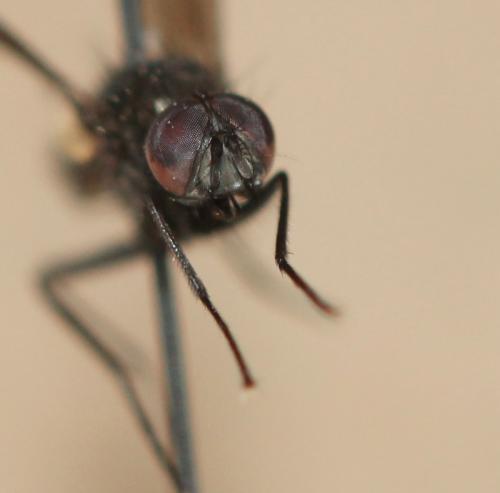 Hebecnema vespertina