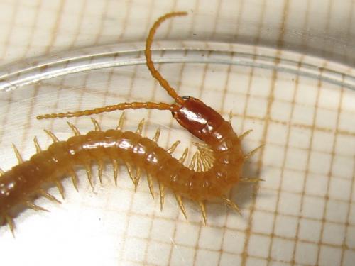 Réf. 140 591 : Geophilus flavus