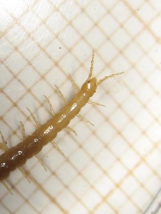 Geophilus flavus