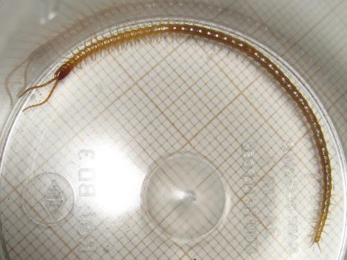 Geophilus flavus