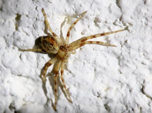 Philodromus sp.