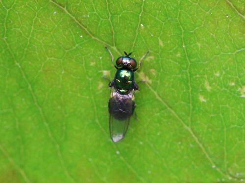 Microchrysa polita