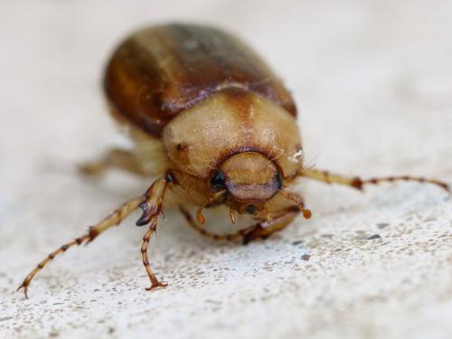 Rhizotrogus aestivus