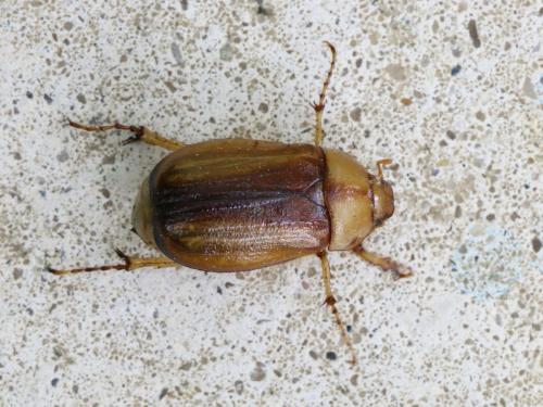 Rhizotrogus aestivus